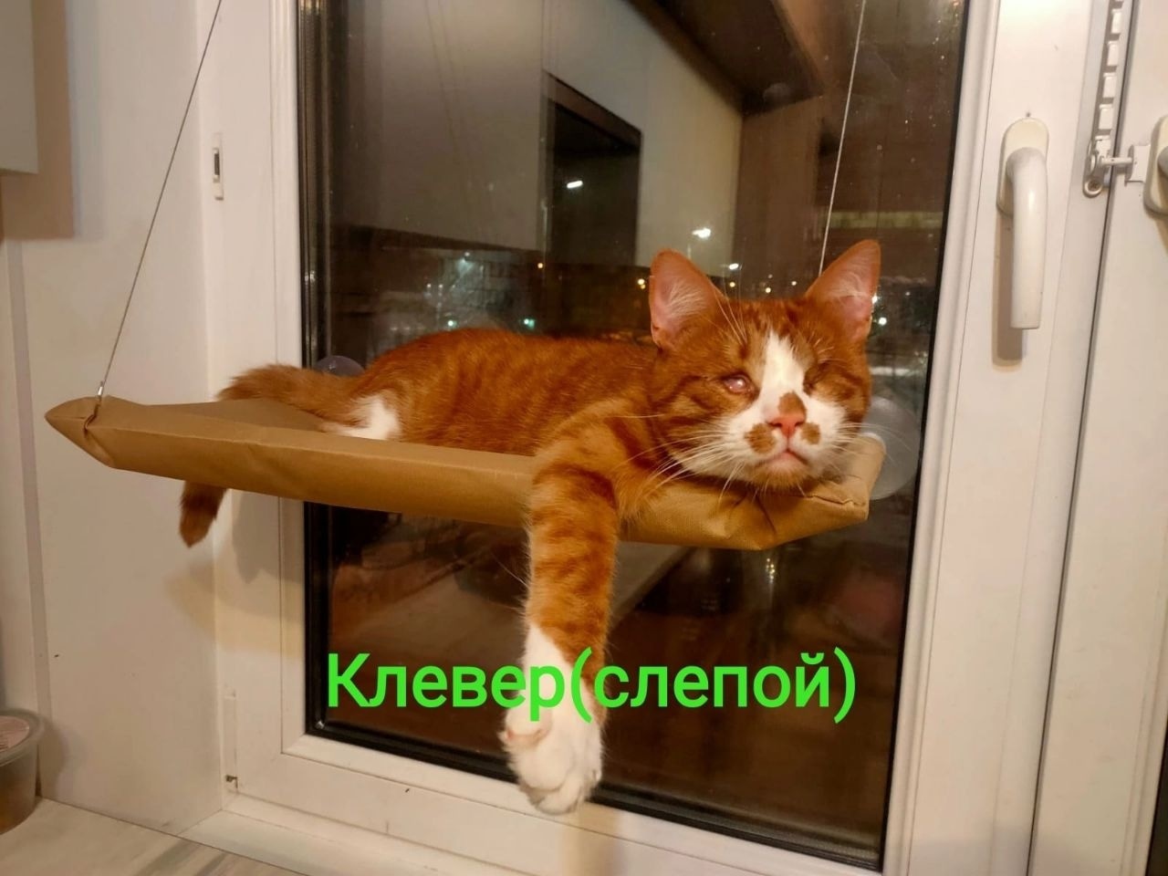 Клевер фото 1